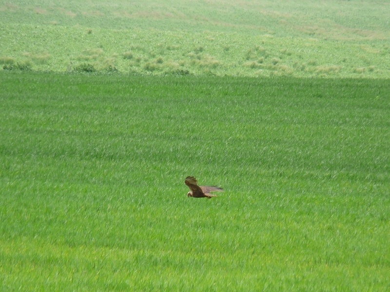 pure io, falchi di palude